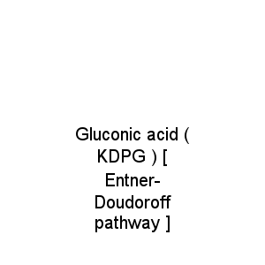 Gluconic acid ( KDPG ) [ Entner-Doudoroff pathway ]